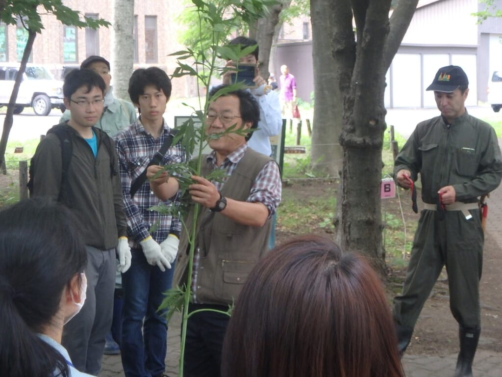 特定外来生物「オオハンゴンソウ」の防除を実施しました
